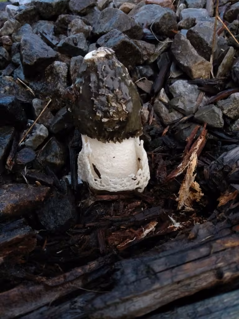 Flasher, photo 3 of 5