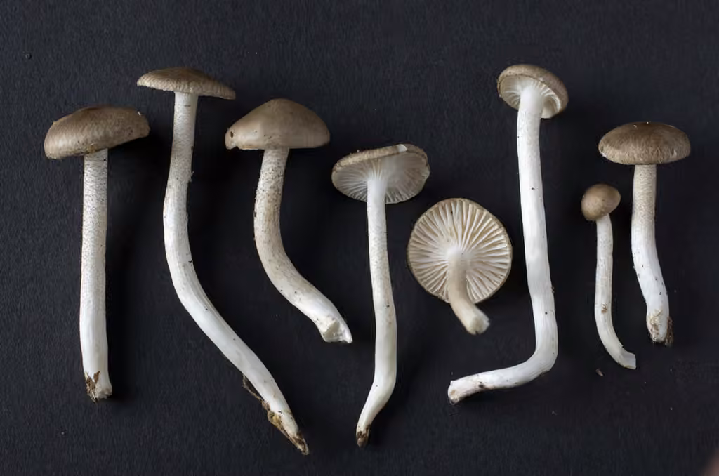 Hygrophore pustuleux, photo 2 sur 5