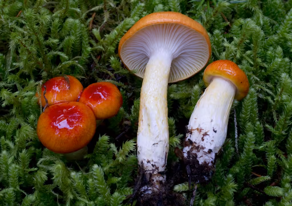 Hygrophore remarquable