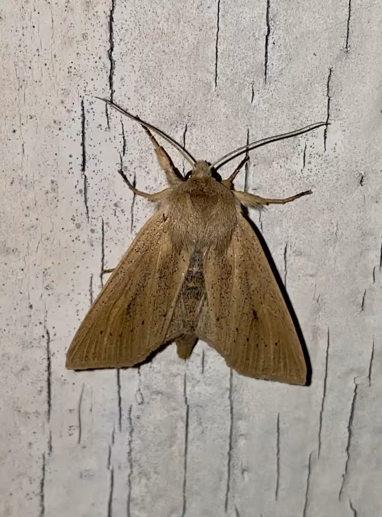 Noctuelle du Roseau, photo 1 sur 5