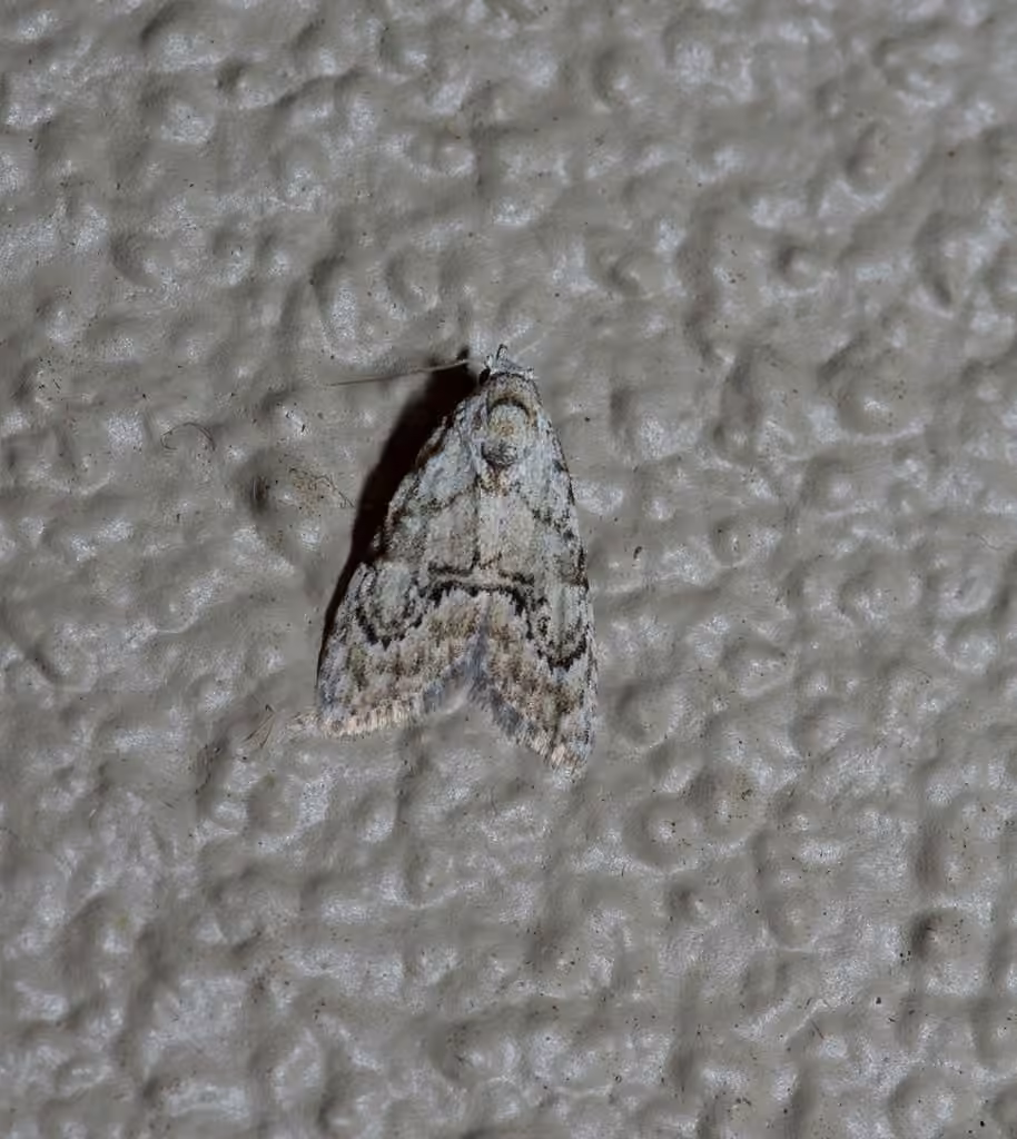 Ashy Meganola Moth, Femelle adulte