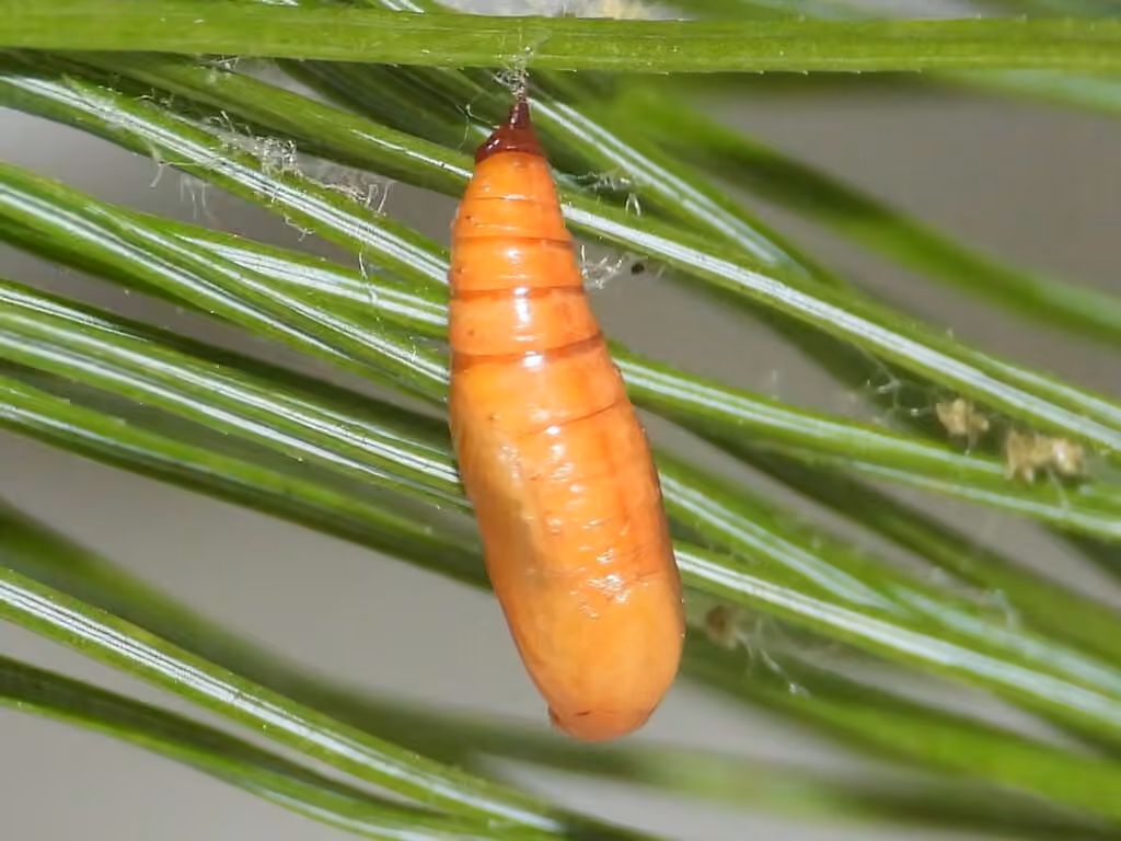 Petite arpenteuse du pin, Pupe