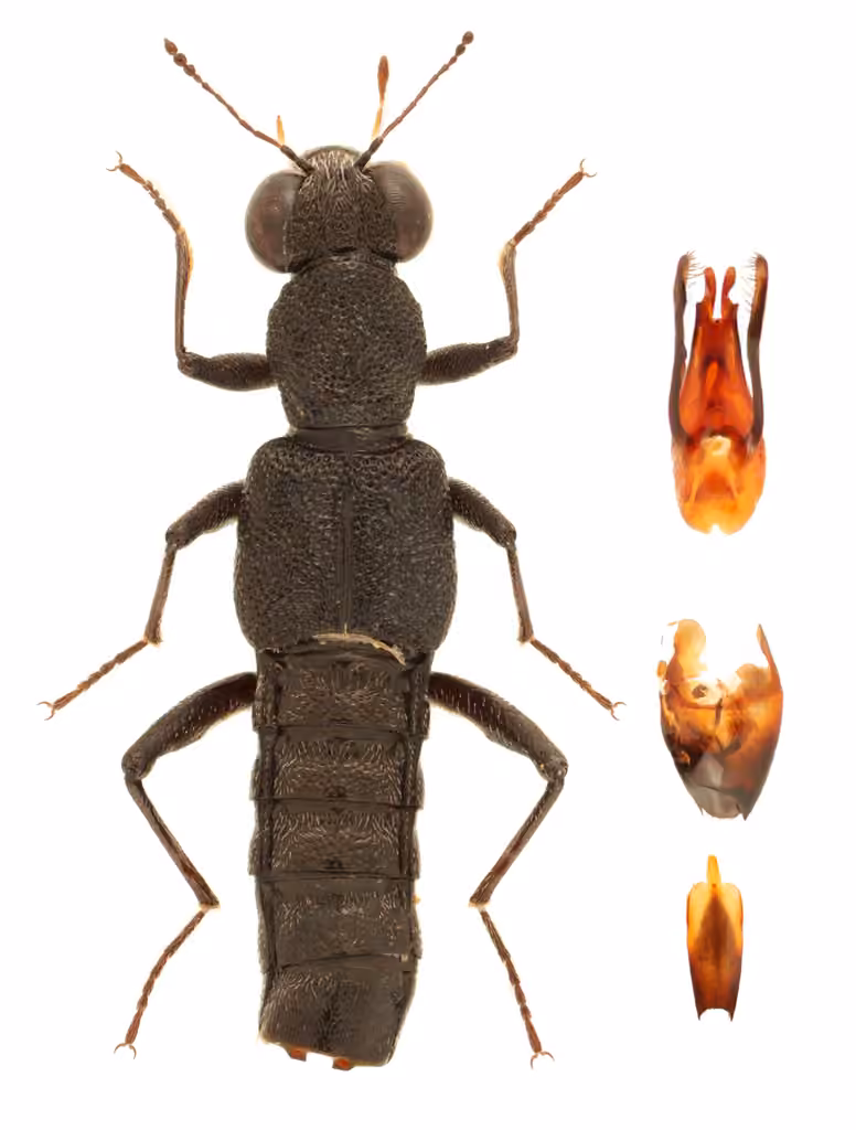 Rove beetle, Adult