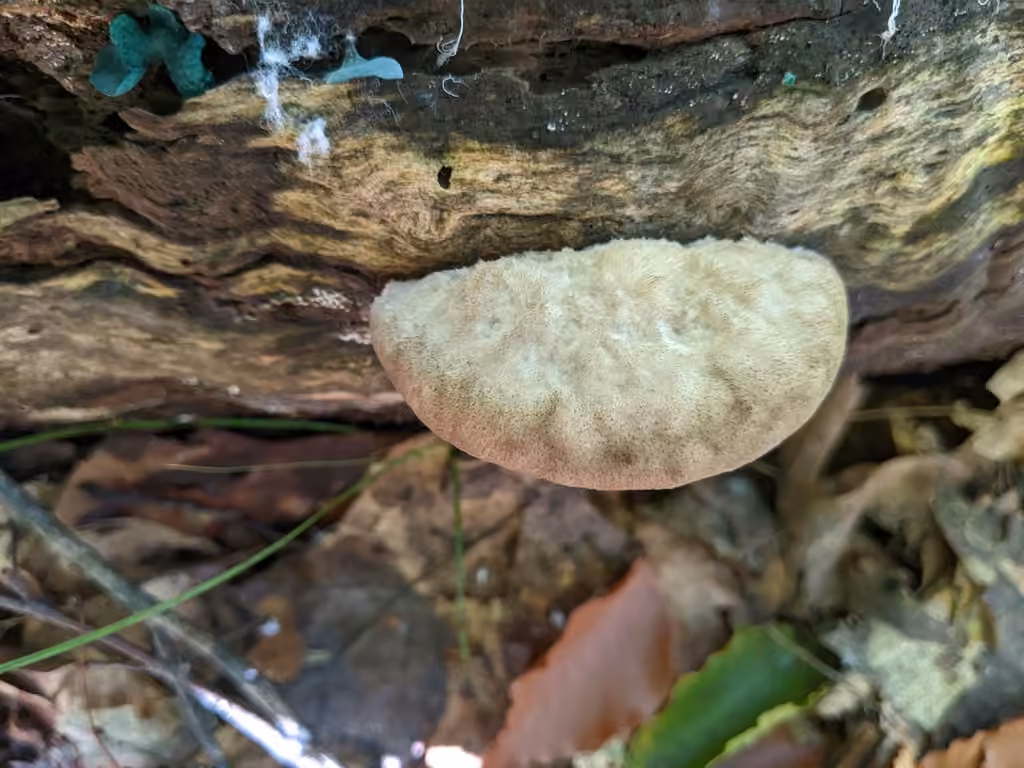 Polypore laiteux