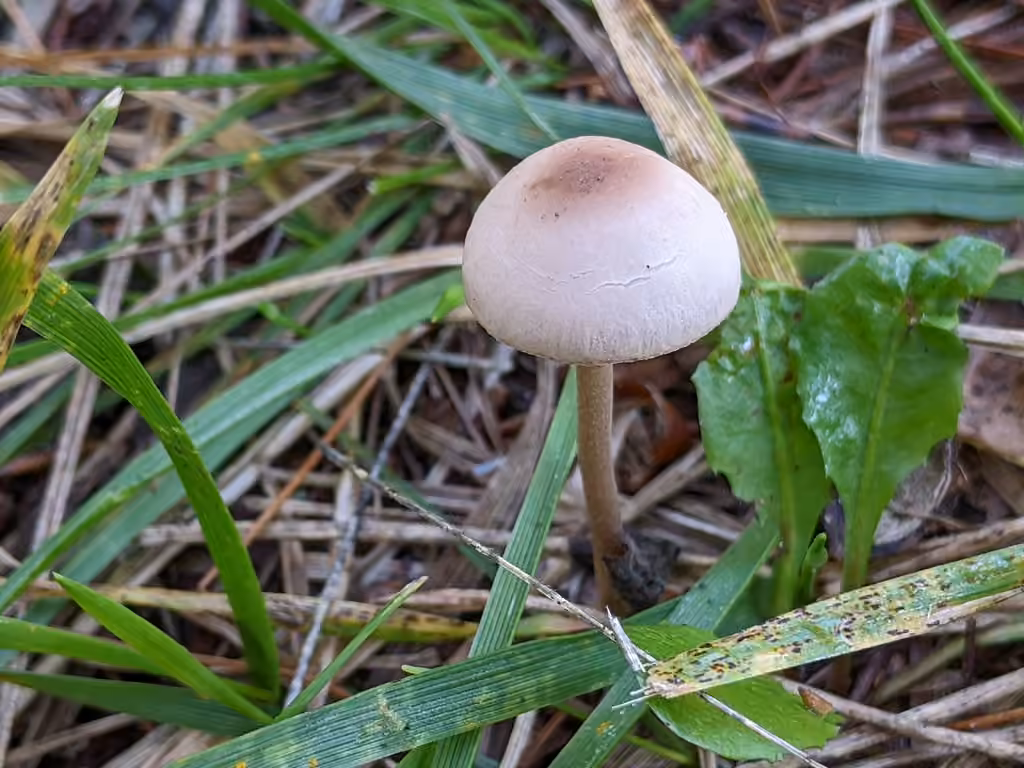 Brown Hay Cap, photo 2 of 5