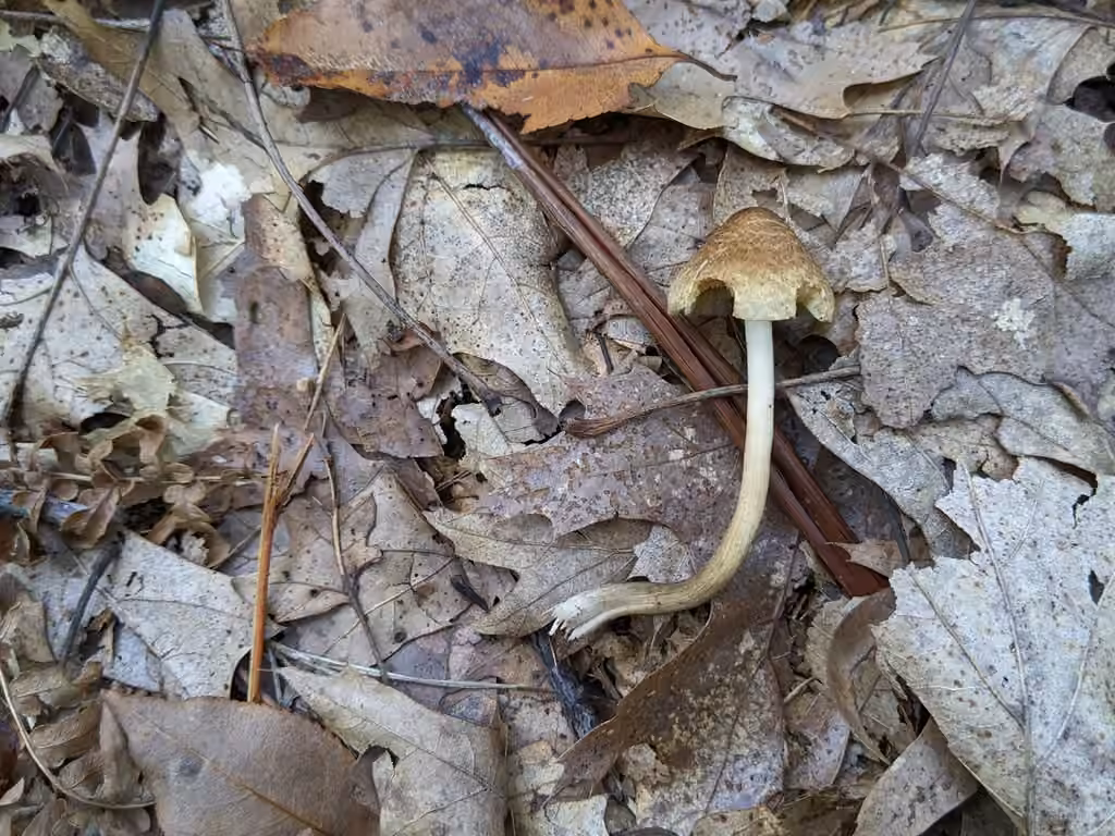 Inocybe à lames jaunes, photo 3 sur 5