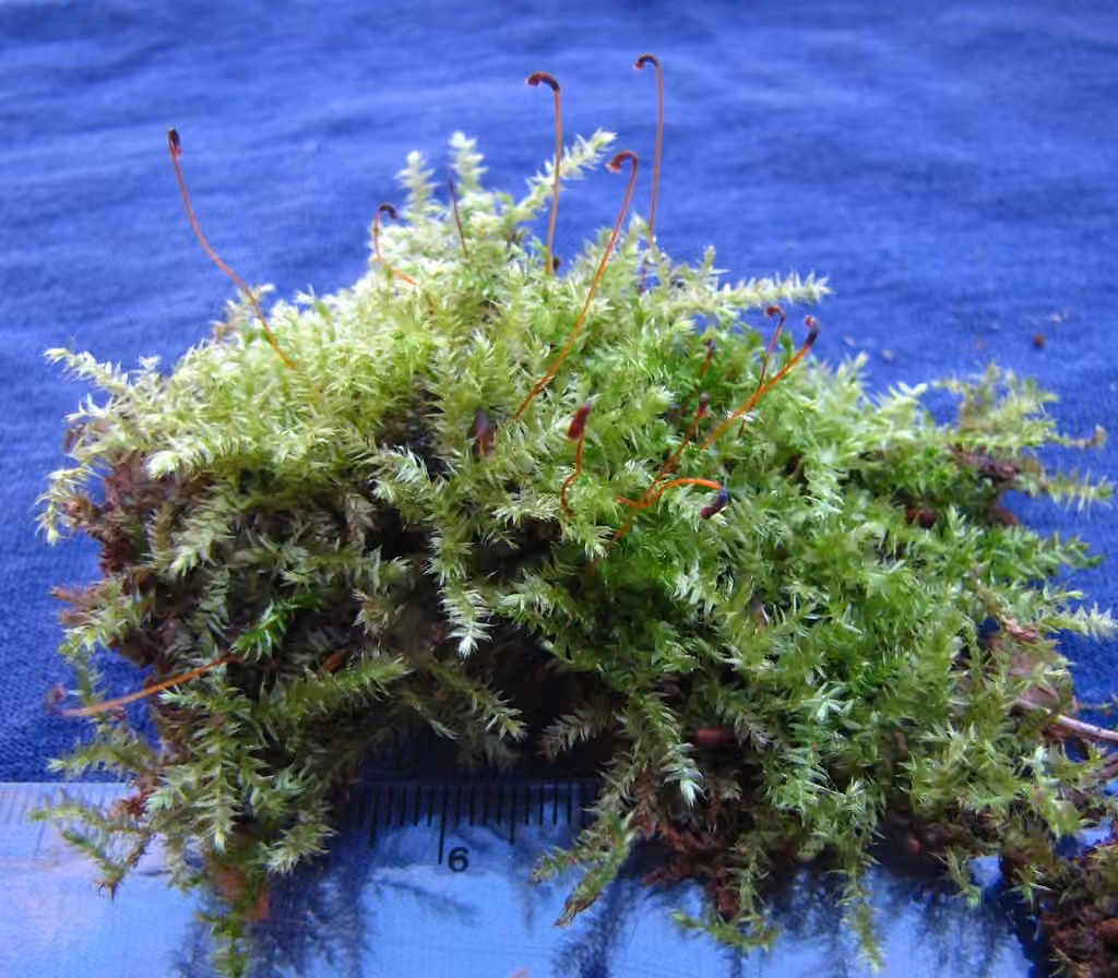 Muhlenbeck's Feather-moss, photo 3 of 5