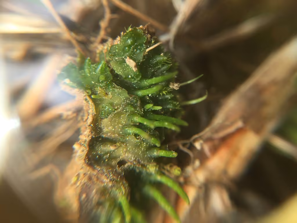 Field Hornwort, photo 2 of 5