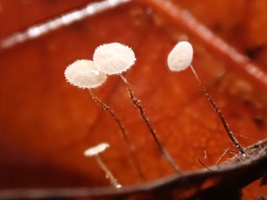 Marasmius minutissimus, photo 2 sur 5