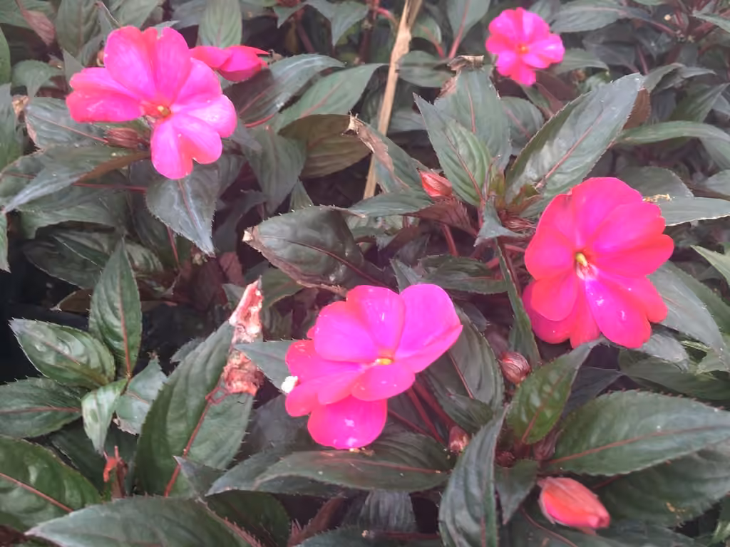 New Guinea Impatiens, photo 2 sur 5