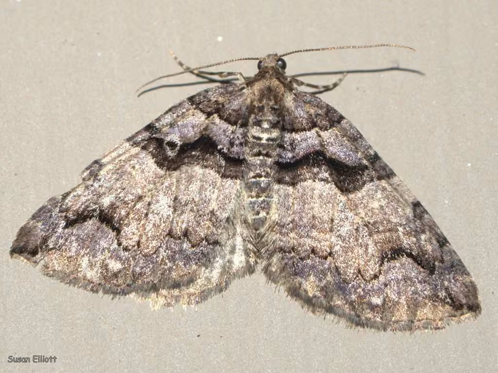 Variable Carpet Moth, photo 3 of 5