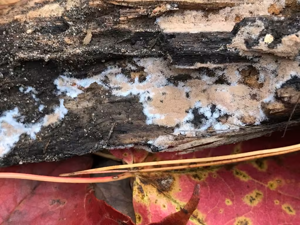 Peat Mould, photo 3 sur 5