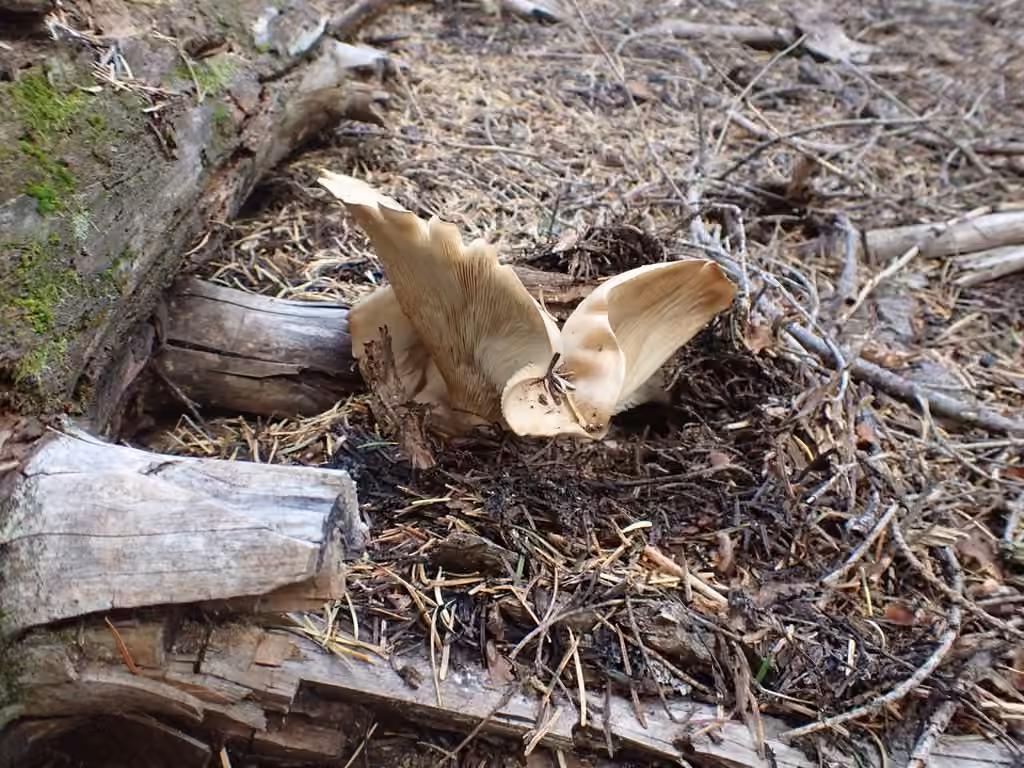 Aspropaxillus septentrionalis, photo 3 sur 5