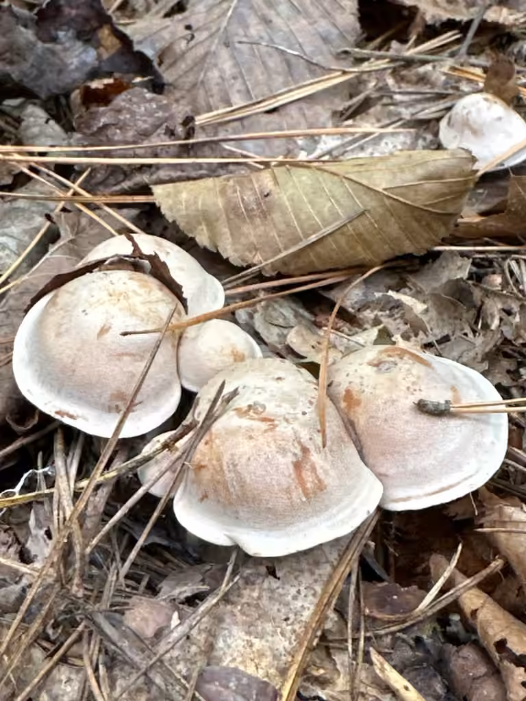 Clitocybe des Marti, photo 2 sur 5