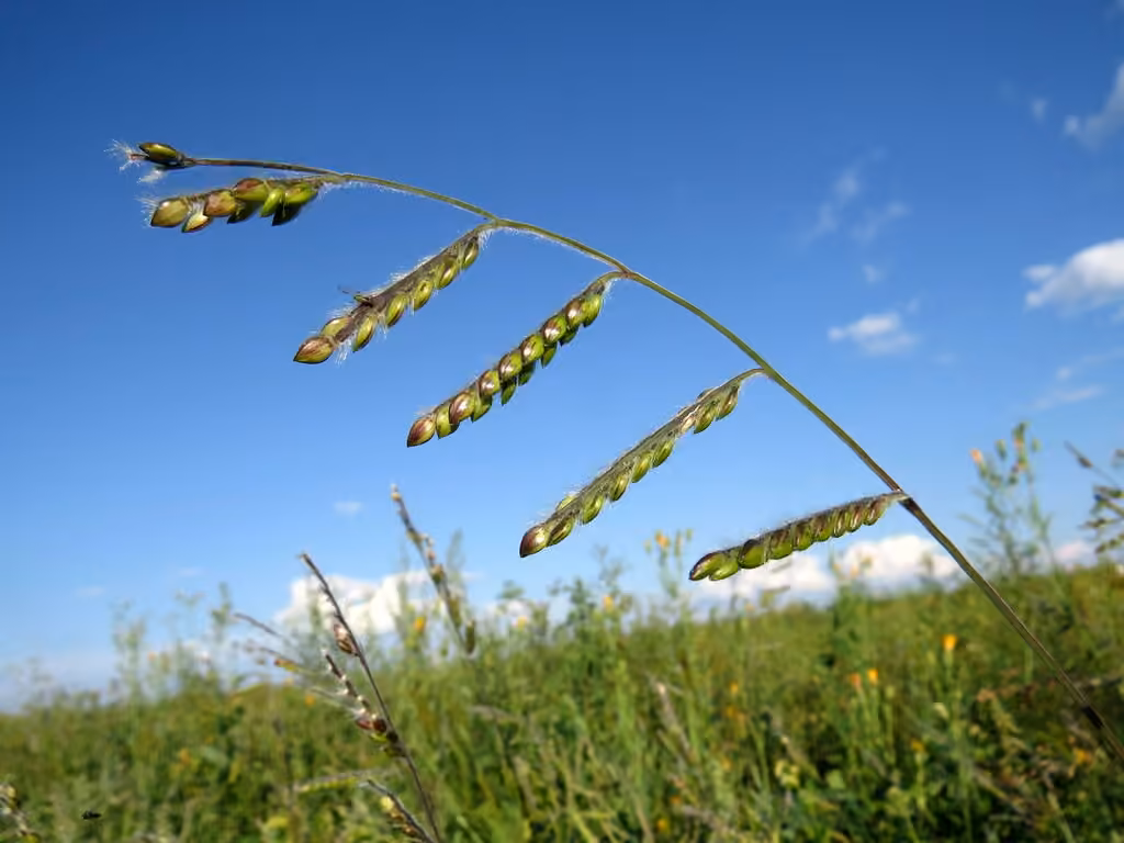 Hairy cupgrass, photo 1 of 5
