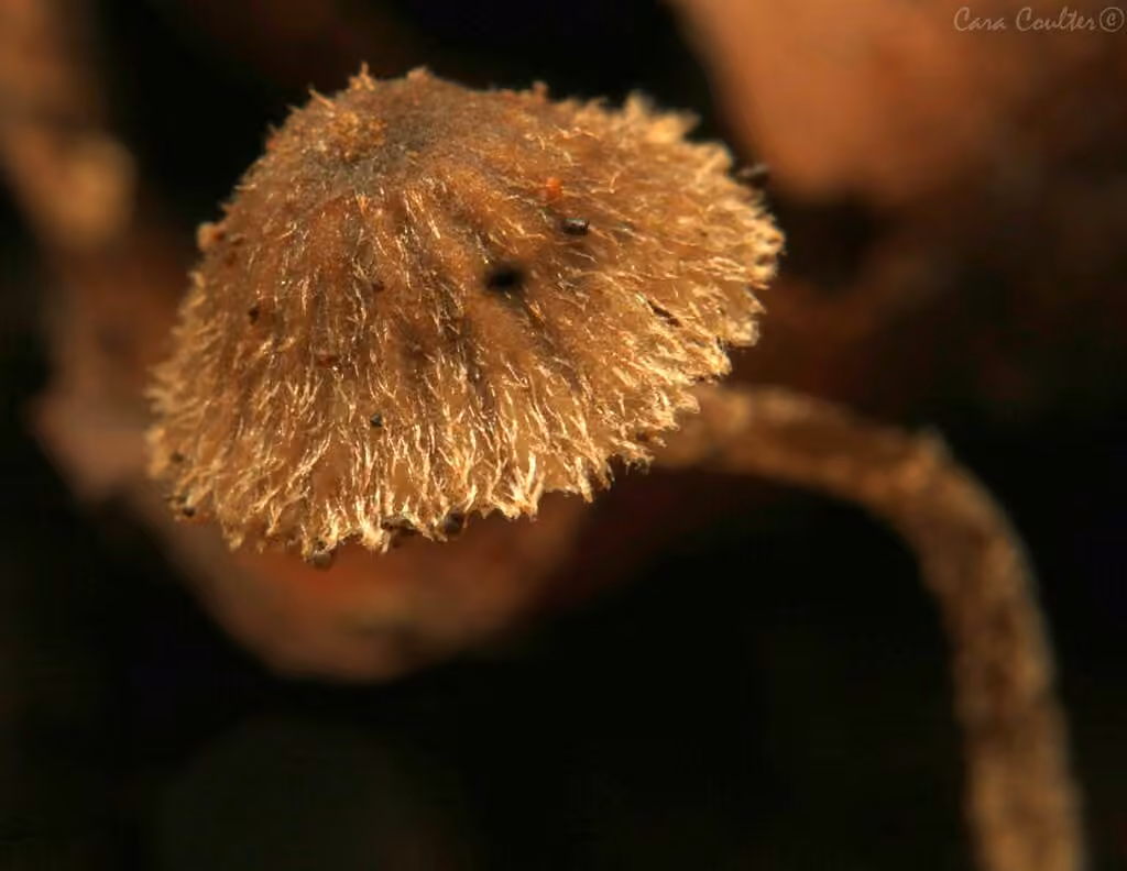 Entoloma dysthales, photo 3 sur 5