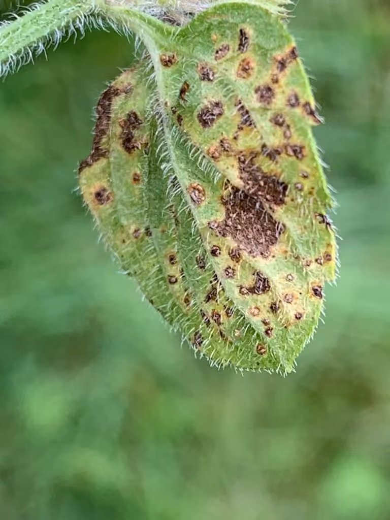 Mint Rust, photo 3 of 5