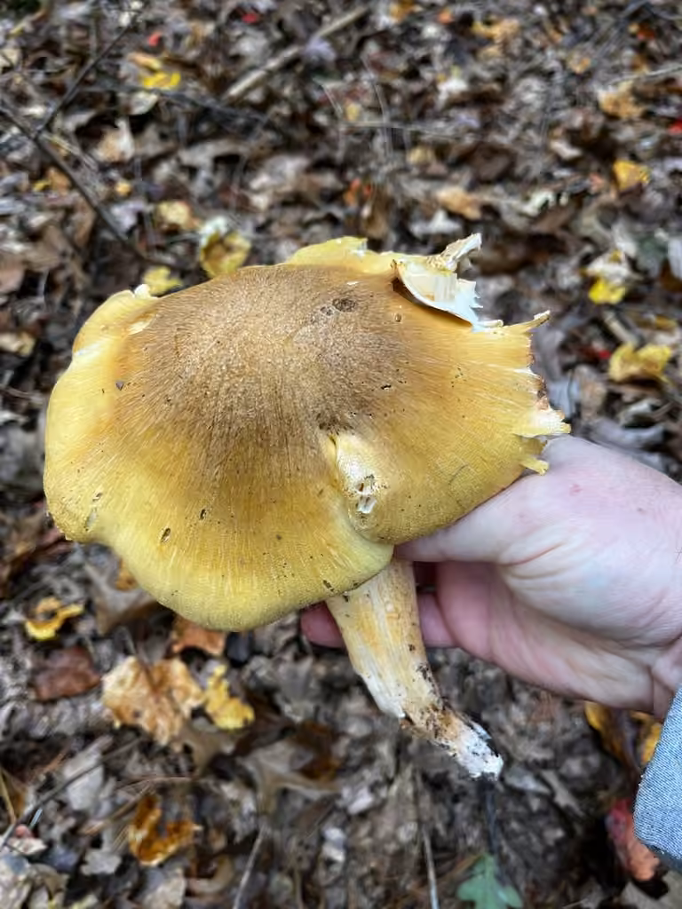 Tricholoma robustipes, photo 3 sur 5