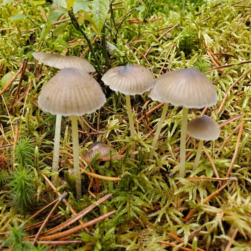 Mycena griseoviridis, photo 2 sur 5