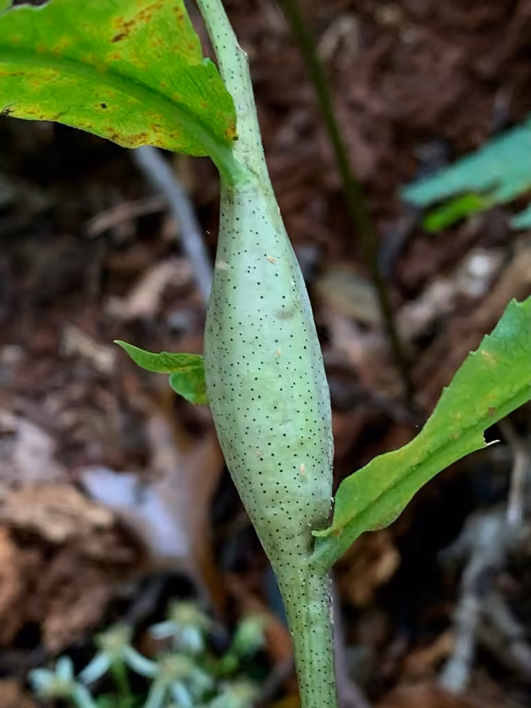 Gnorimoschema gallaeasterella, Gall