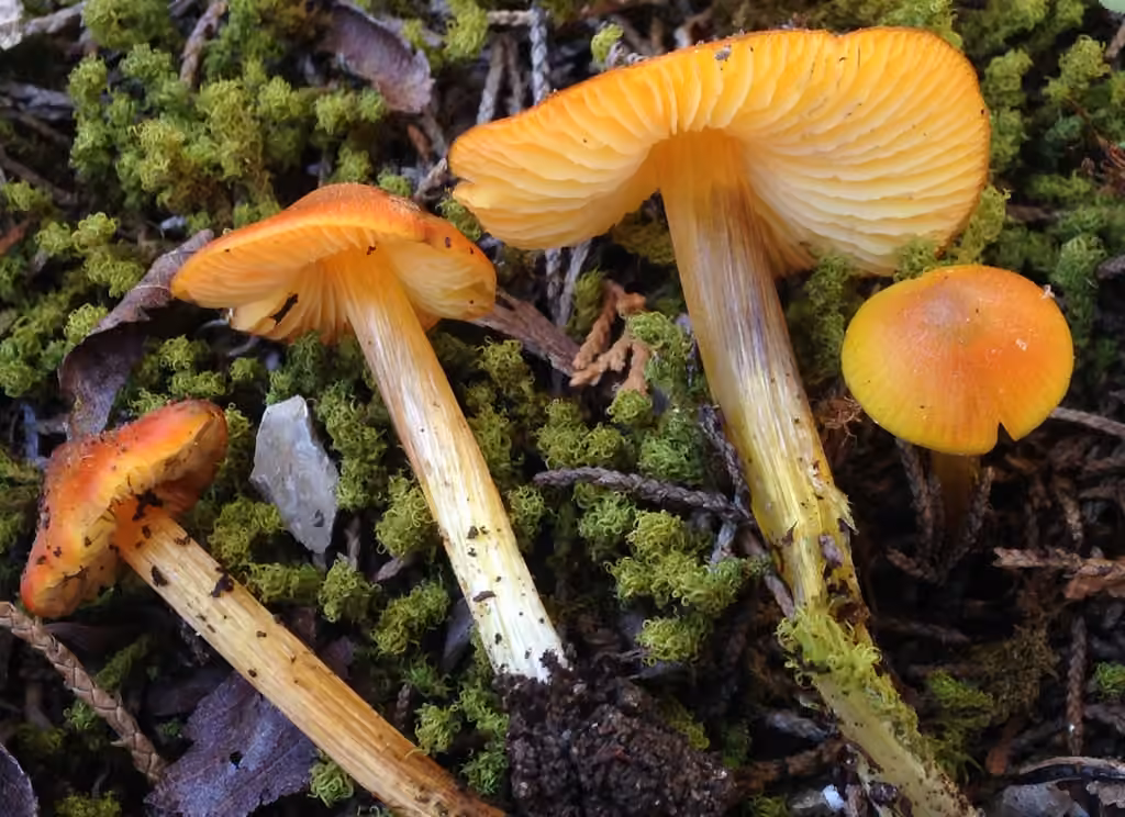 Hygrophore conique
