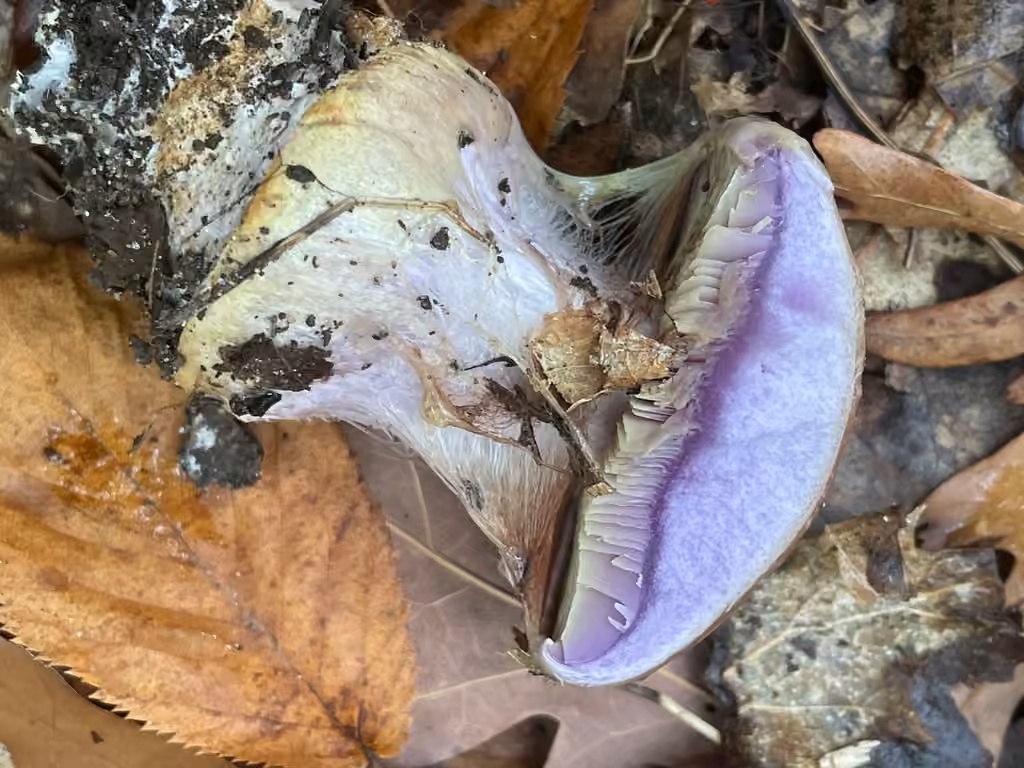 Atkinson's Fungus, photo 2 sur 5