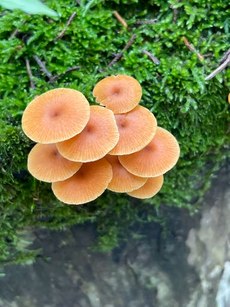 Pinewood Gingertail, photo 3 of 5
