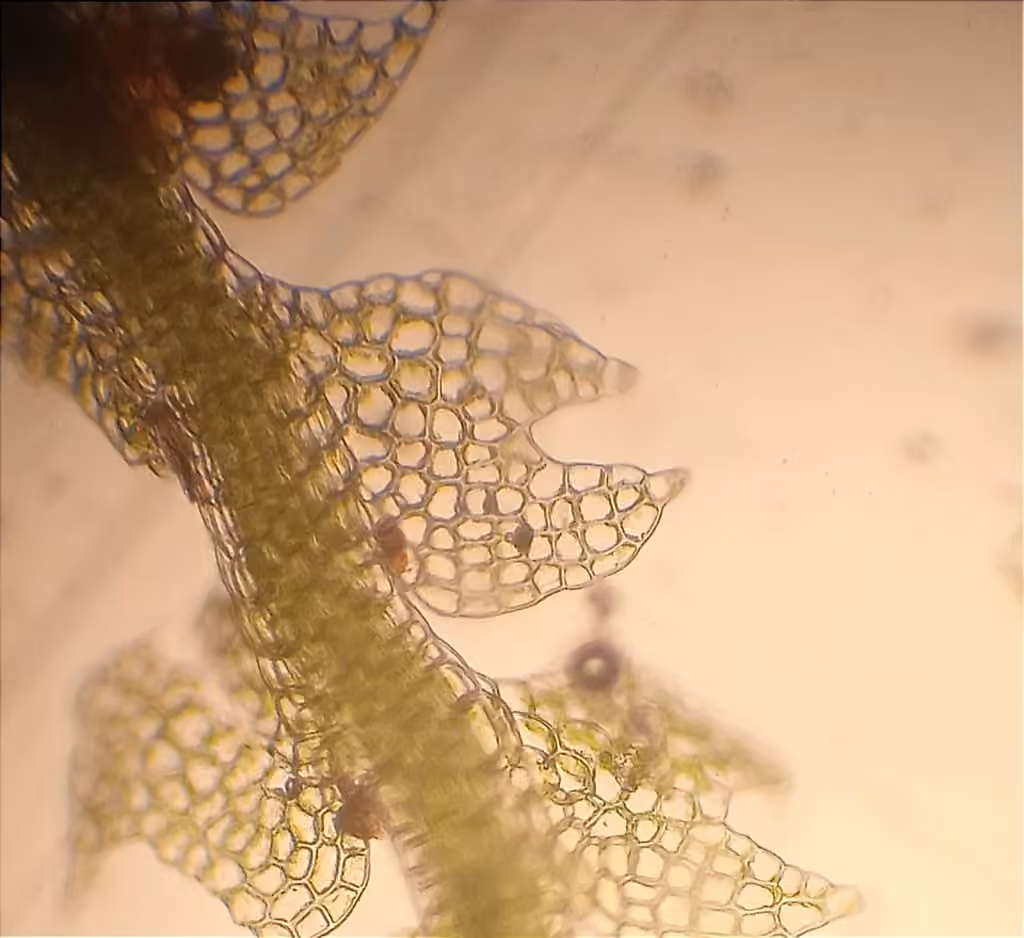 Moon-leaved Pincerwort, photo 2 of 5