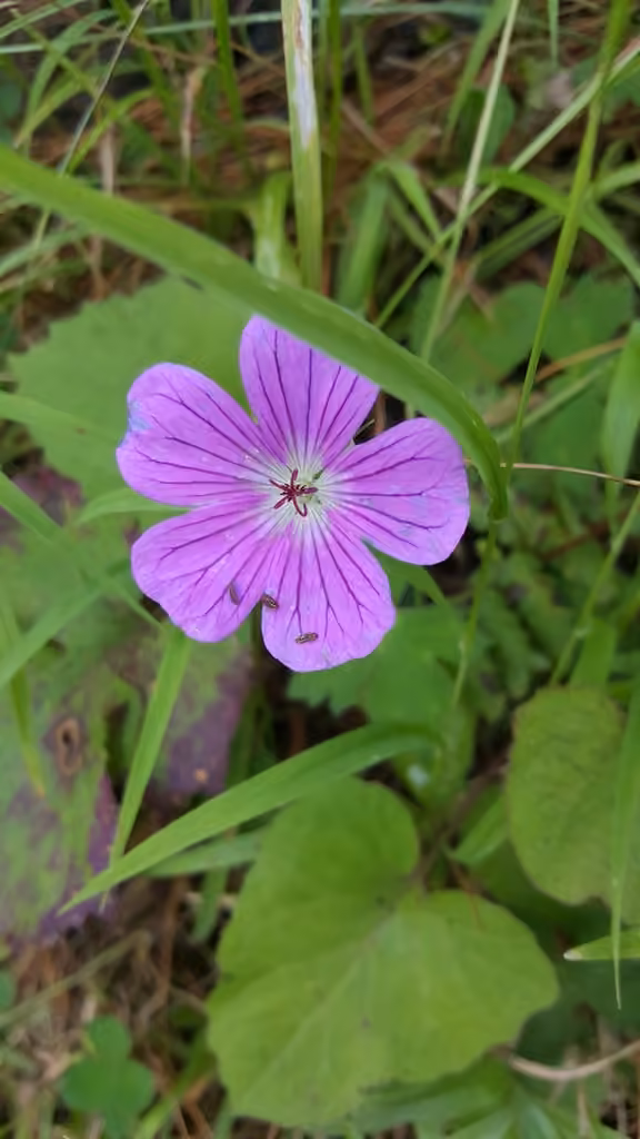 Buxton's Blue, photo 1 of 5