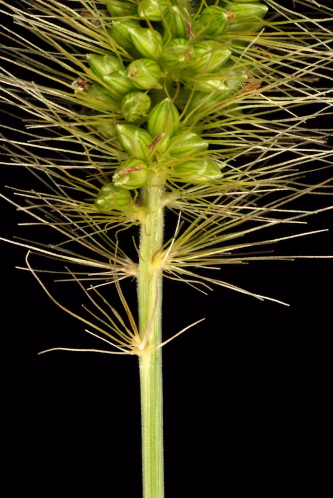 Chinese foxtail, In flower