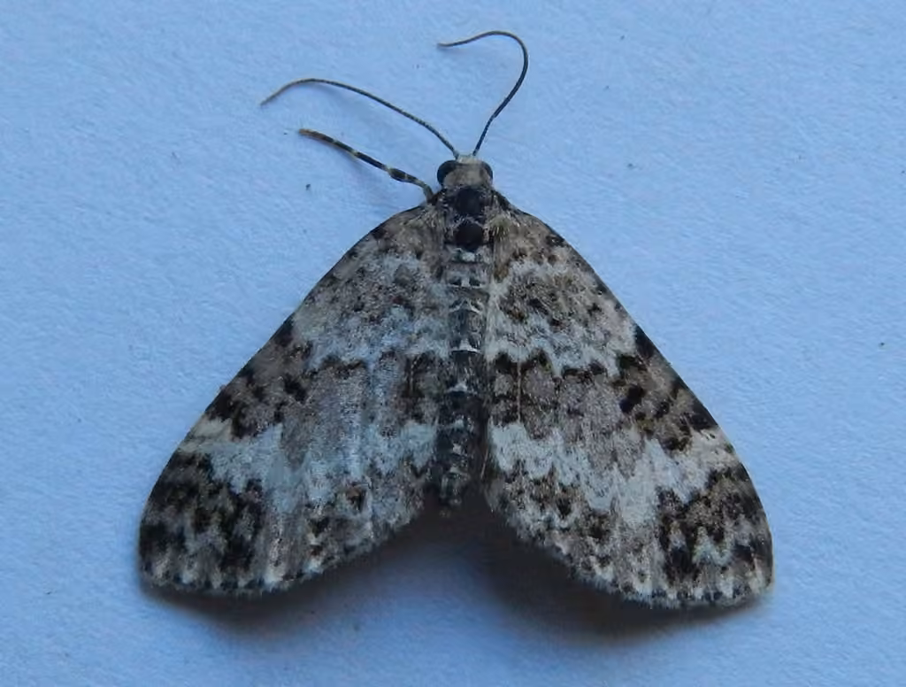 Double-banded Carpet Moth, Adulte