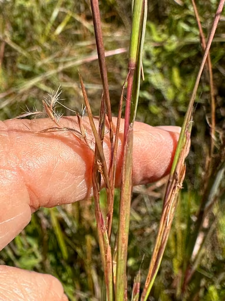 Little bluestem, Flower buds