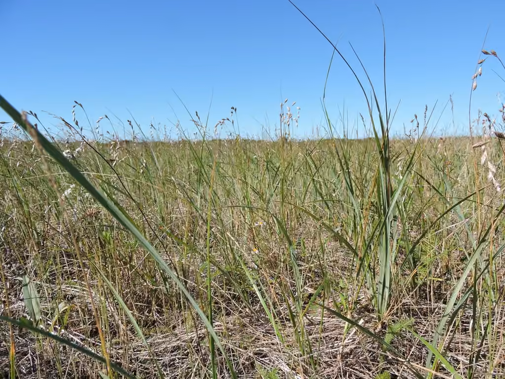 Carex silicicole, photo 1 sur 5