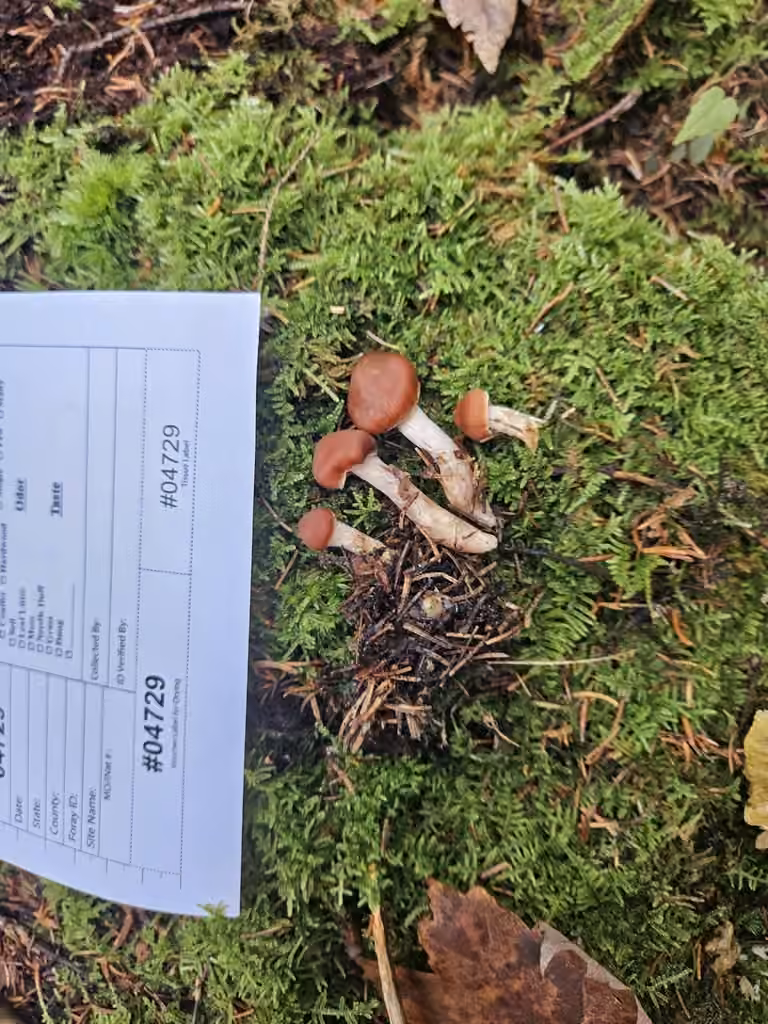 Cortinarius mammillatus, photo 3 sur 5