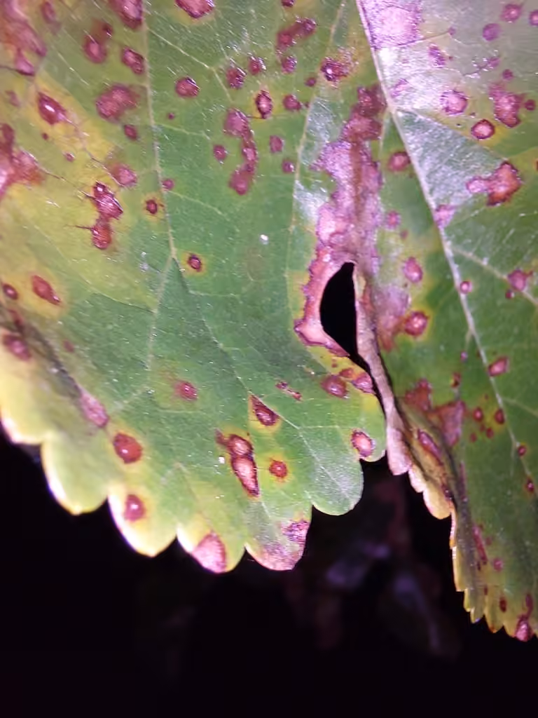 Mulberry Leaf Spot, photo 3 of 5