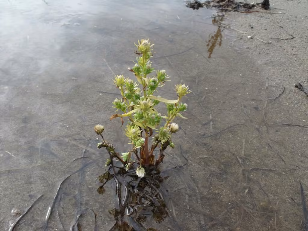 Aster du golfe Saint-Laurent, photo 3 sur 5
