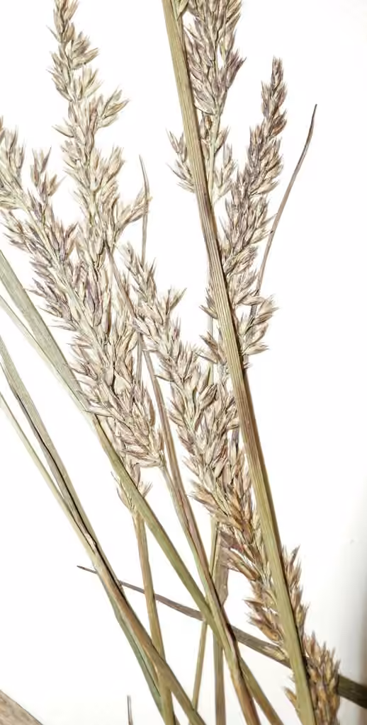 Pickering's Reed Bentgrass, photo 1 of 5