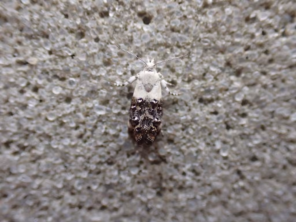 Neocaloreas leucobasis, Adulte