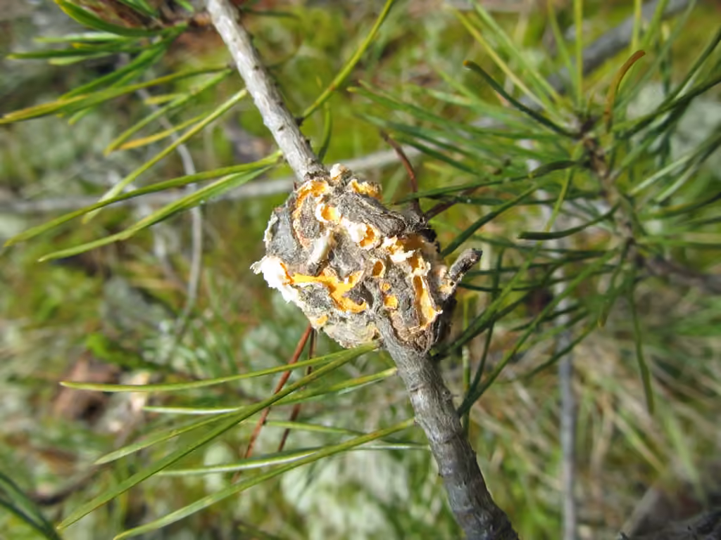 Pine-pine Gall Rust, photo 3 of 5