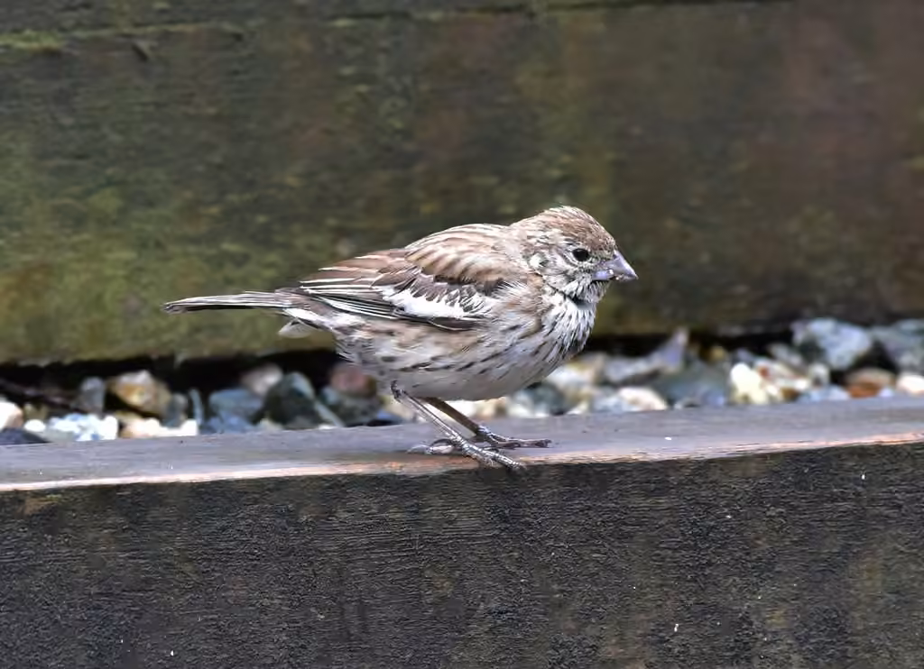 Lark Bunting, Juvenile