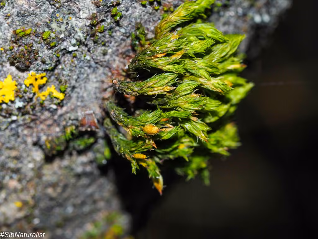 Elegant bristle moss, photo 2 of 5