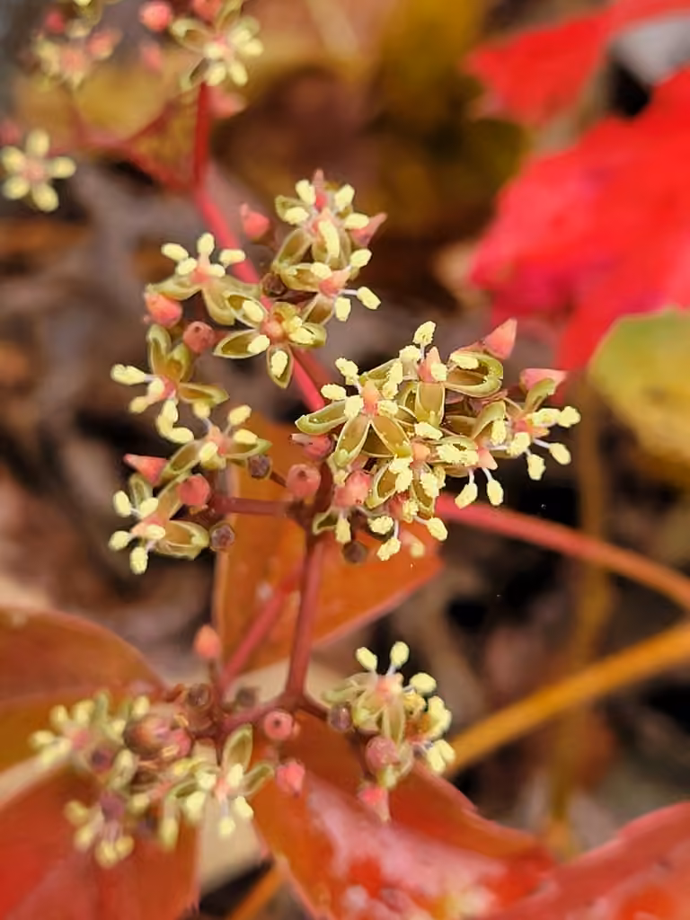 Virginia creeper, In flower