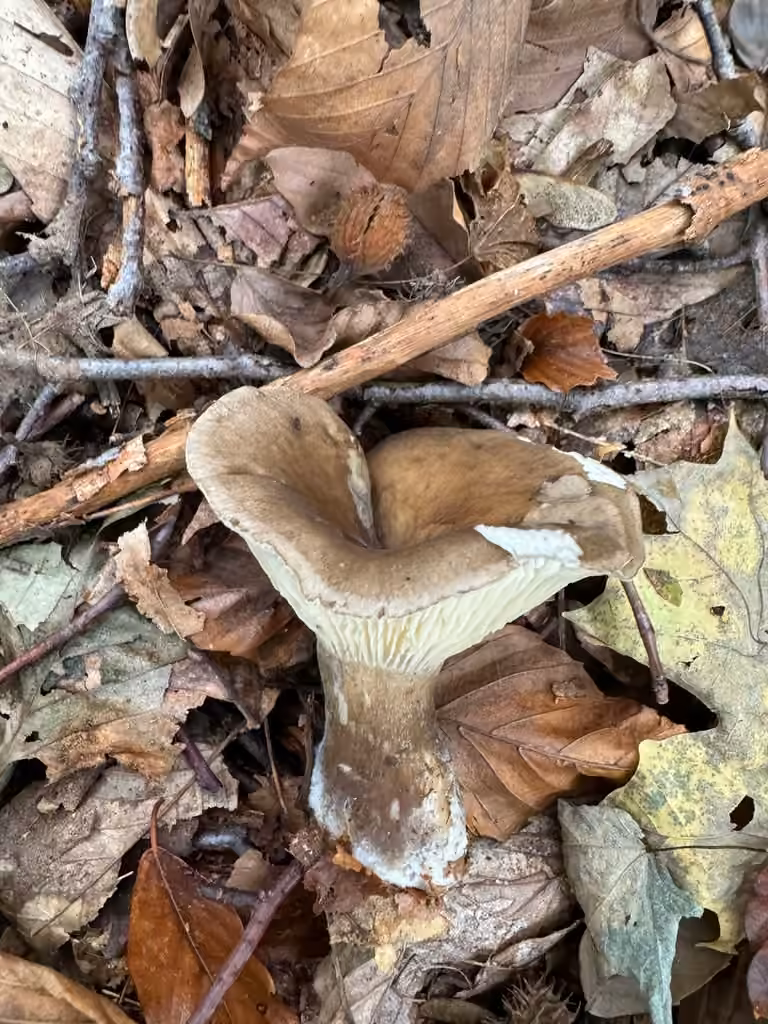 Clitocybe subclavipes