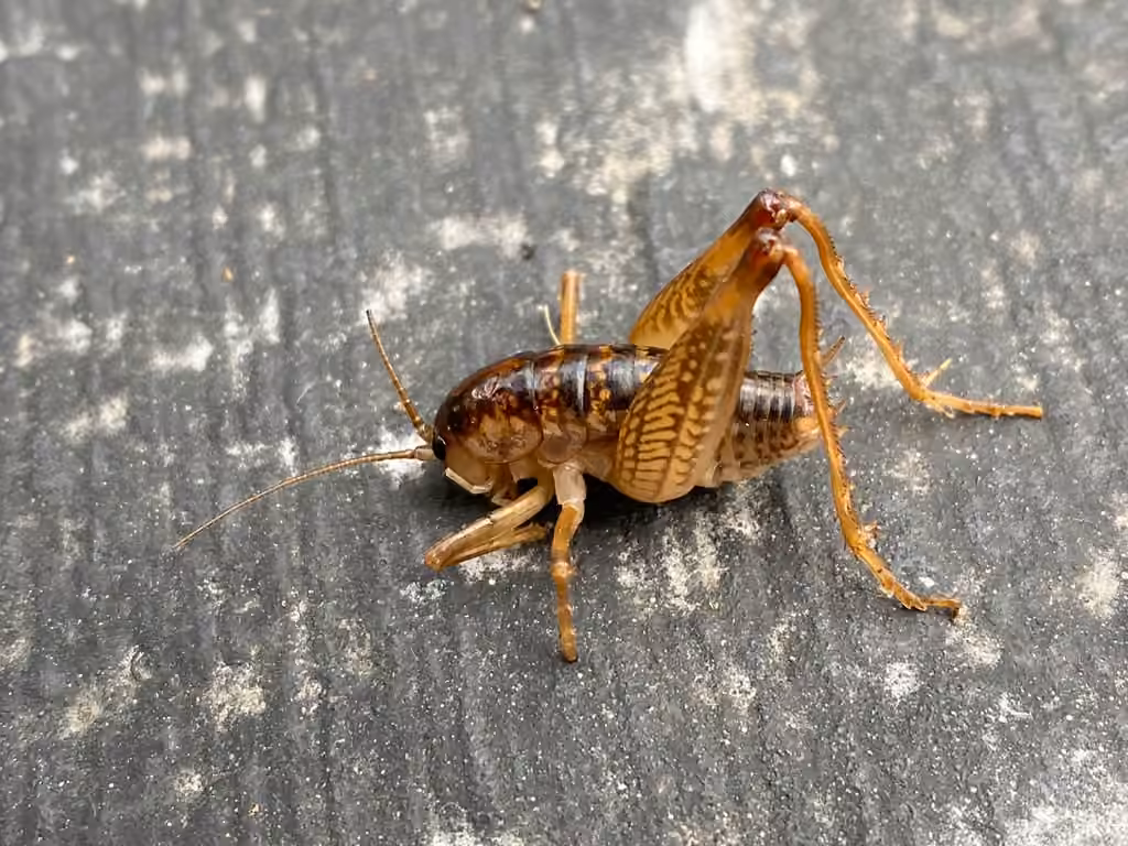 Camelline maculée