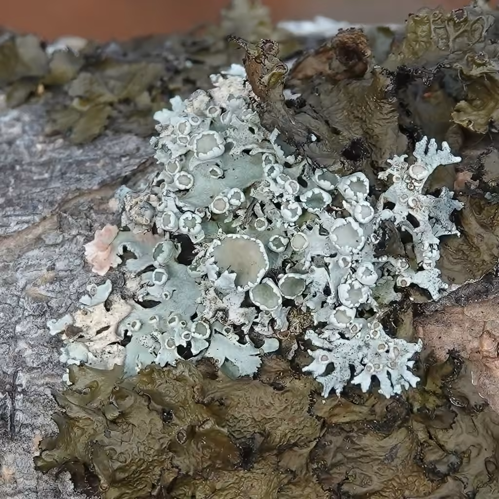 American Starburst Lichen, photo 2 of 5