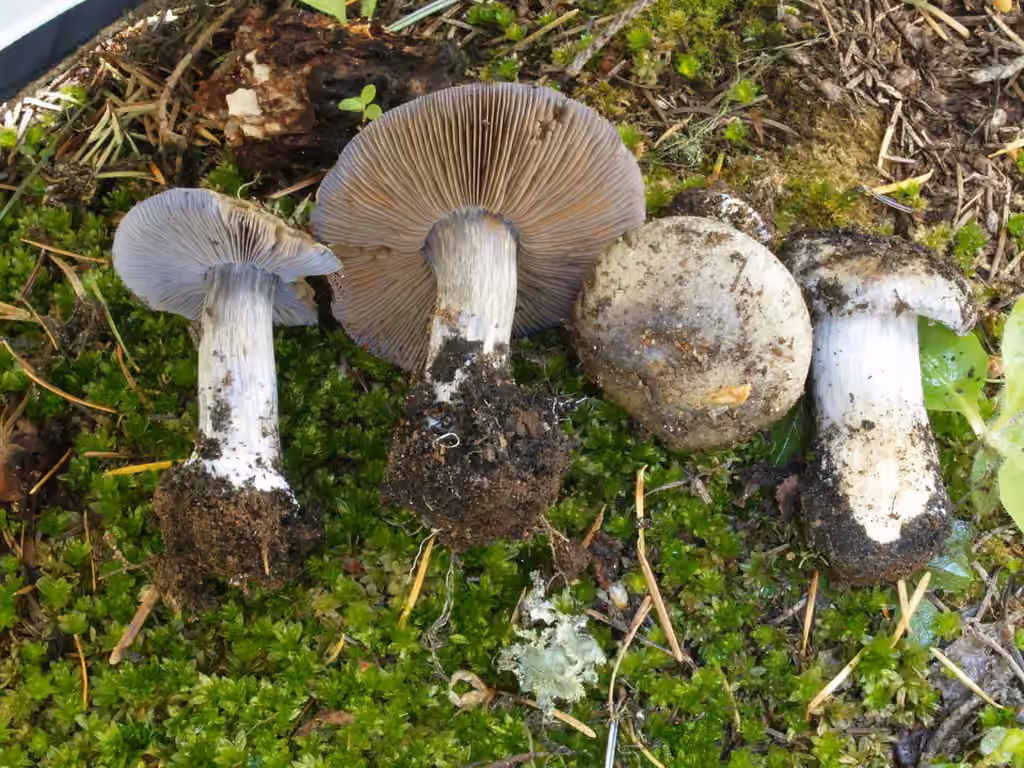 Phlegmacium vernalidistinctum, photo 1 sur 5