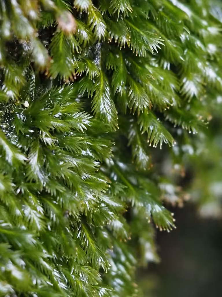 Largeleaf fissidens moss, photo 3 of 5
