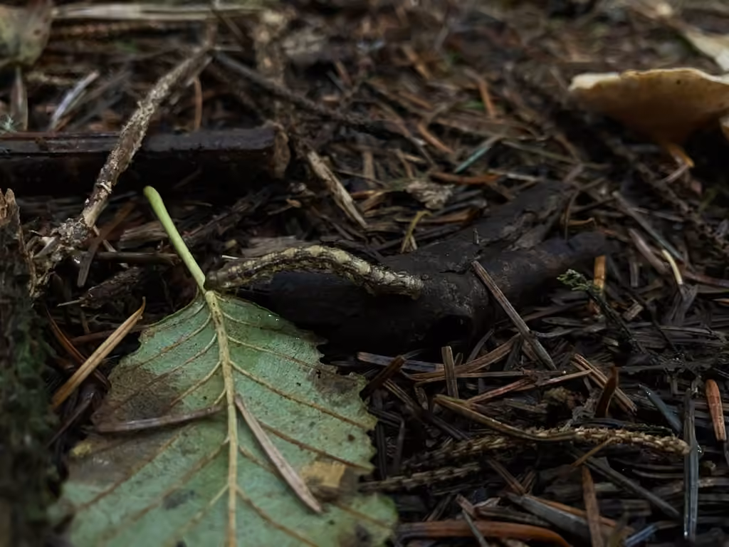 Hemlock Looper Moth, Caterpillar