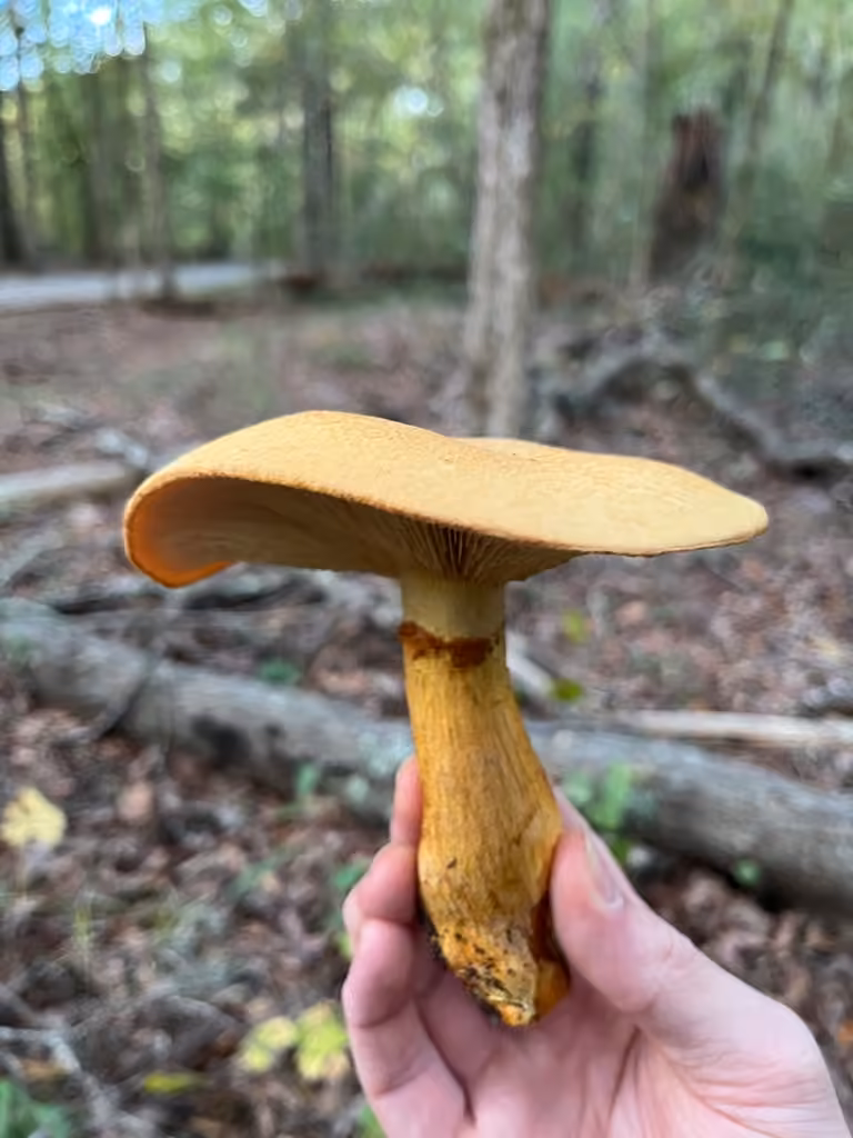 Gymnopilus subspectabilis, photo 2 sur 5