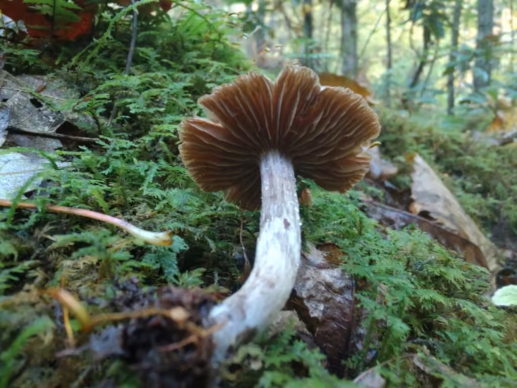 Cortinarius umbrinolens, photo 2 sur 5